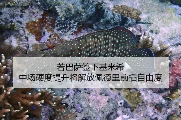 ruo-ba-sa-qian-xia-ji-mi-xi-zhong-chang-ying-du-ti-sheng-jiang-jie-fang-pei-de-li-qian-cha-zi-you-du-2-867.jpg
